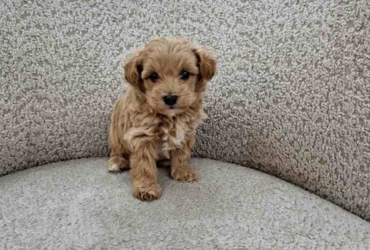 Neodoljivi Maltipoo štenci, image 4