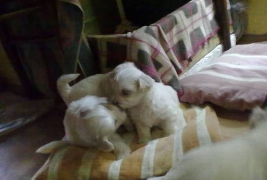 Stenci Maltezera za prodaju od sitnijih image 5