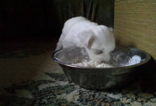 Stenci Maltezera za prodaju od sitnijih image 4