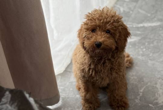 Dostupan muzijak mini pudlice u aprikot image 1