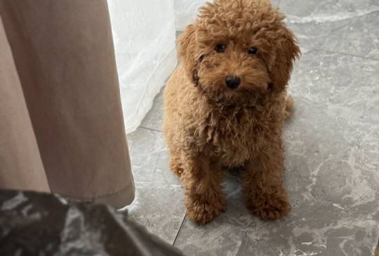 Dostupan muzijak mini pudlice u aprikot image 2