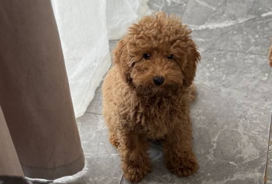 Dostupan muzijak mini pudlice u aprikot image 3