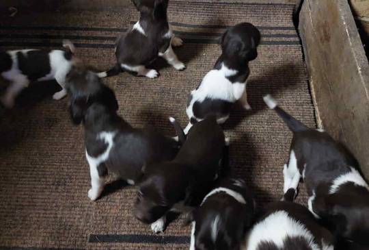 Mali MISTERLENDER - 3 muska steneta