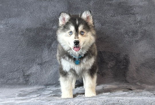 Prekrasni plavooki štenci f3 Pomsky na p image 1