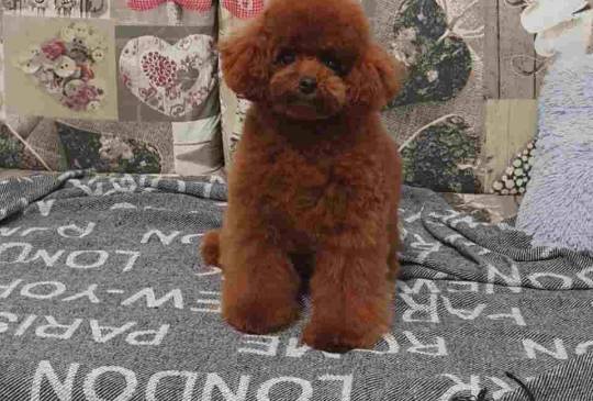 Zapanjujući pomeranski štenad