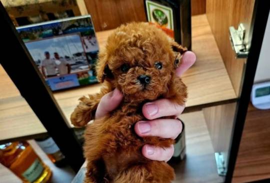 Najmanje pudle, od najlepsih roditelja image 3