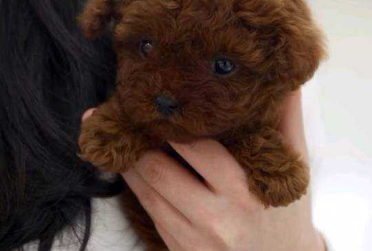 Najmanje pudle, od najlepsih roditelja image 4