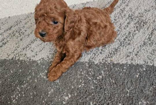 Najmanje pudle, od najlepsih roditelja image 6