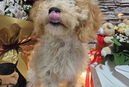 Dve vesele mini pudle apricot image 2