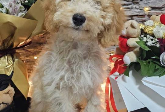 Dve vesele mini pudle apricot image 4