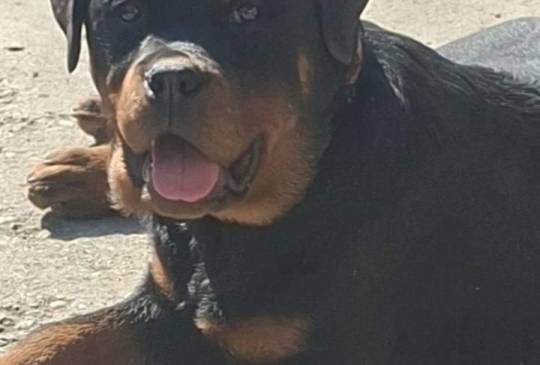 Rotvajler žensko štene image 1