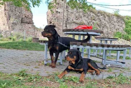 Rotvajler žensko štene image 3