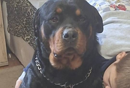 Rotvajler žensko štene image 4