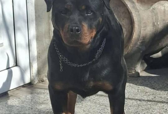 Rotvajler žensko štene image 5