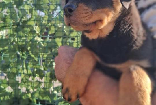 Штенци ротвајлера врхунског к