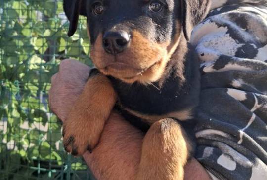 Rottweiler Pupies