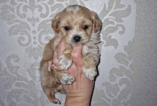 Prodajem preslatke kuce maltipoa image 2