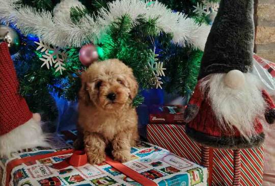 Na prodaju zenska dva steneta, patuljast image 1