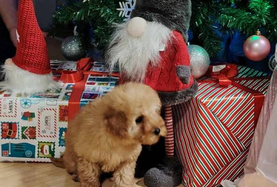 Na prodaju zenska dva steneta, patuljast image 2