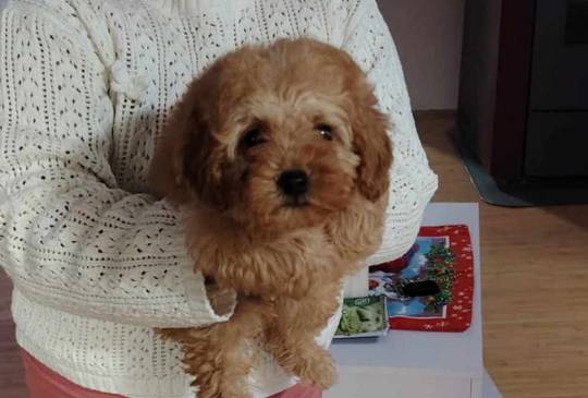 Na prodaju zenska dva steneta, patuljast image 3