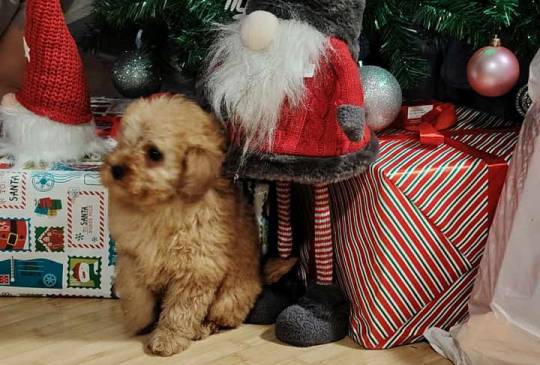 Na prodaju zenska dva steneta, patuljast image 4