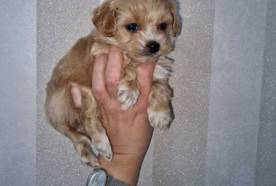 Prodajem preslatke kuce maltipoa image 1