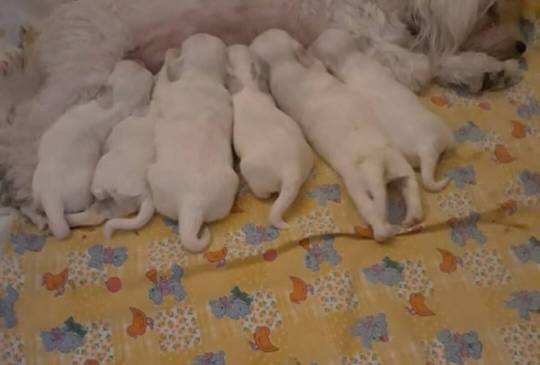 Stenci mesanci maltezera i špica image 1