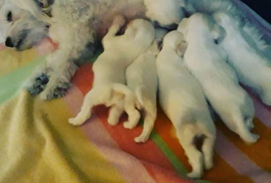 Stenci mesanci maltezera i špica image 2