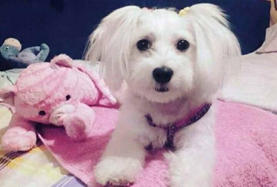 Stenci mesanci maltezera i špica image 3