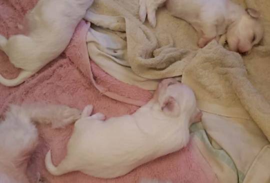 Stenci mesanci maltezera i špica image 5