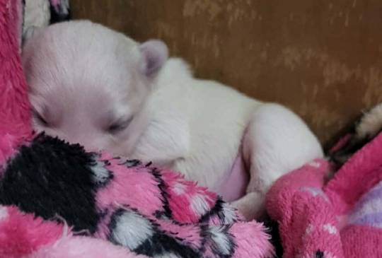 Stenci mesanci maltezera i špica image 6