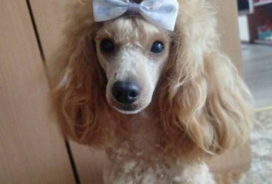 Aprikot Toy pudle štenci image 6