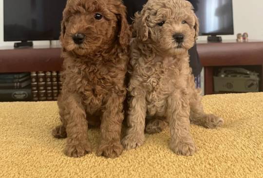 Mini Pudla prelepi stenci image 4