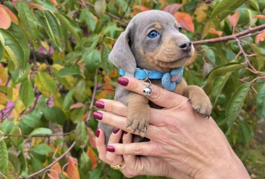 Mini Jazavičari egzotične boje image 1