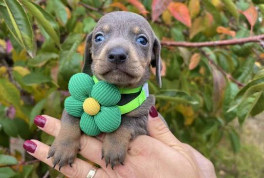 Mini Jazavičari egzotične boje image 3