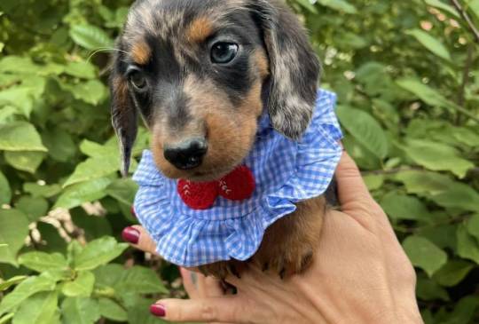 Mini Jazavičari egzotične boje image 4