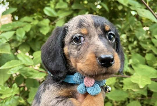 Mini Jazavičari egzotične boje image 5