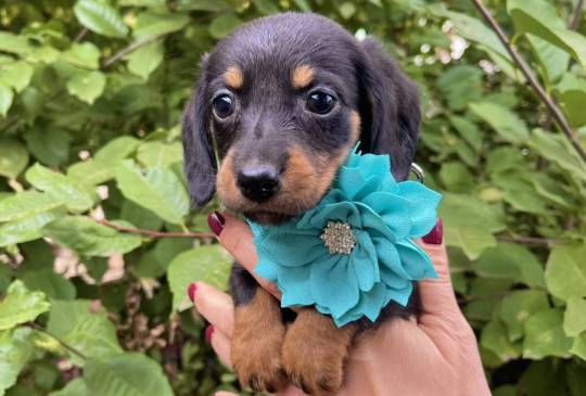 Mini Jazavičari egzotične boje image 6