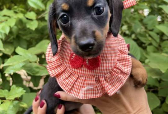 Mini Jazavičari egzotične boje image 2