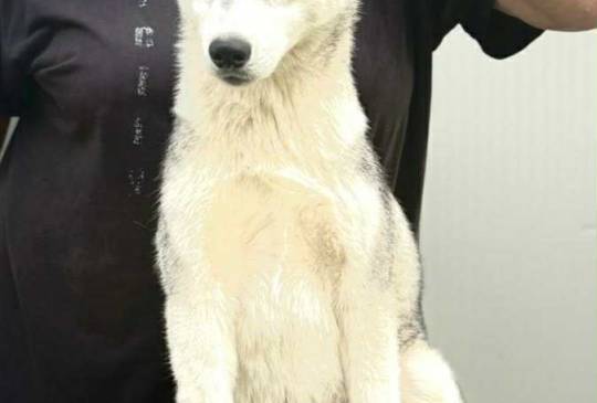 Sibirski Haski žensko štene image 1