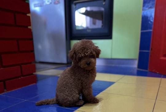 Toy Pudle na prodaju image 1