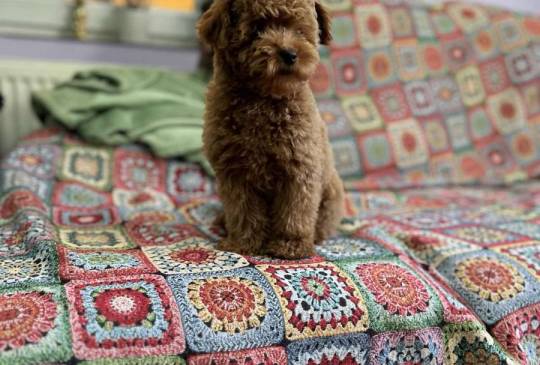 Toy Pudle na prodaju image 2