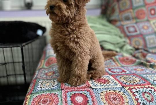 Toy Pudla kvalitetni štenci image 2