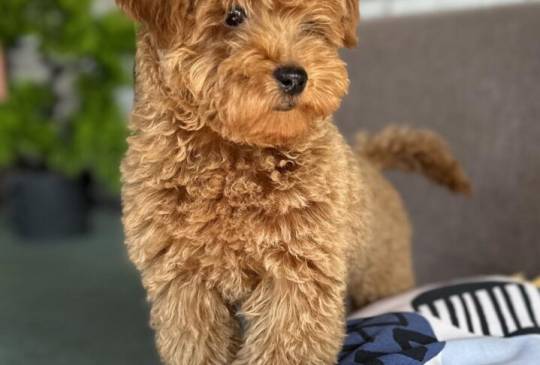 Toy Pudla kvalitetni štenci image 3