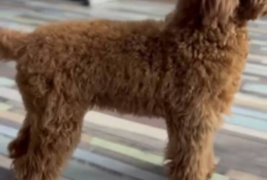 Toy Pudle na prodaju image 4