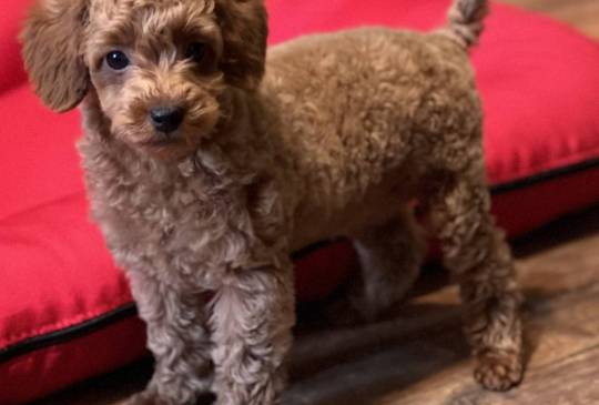 Toy Pudle na prodaju image 5