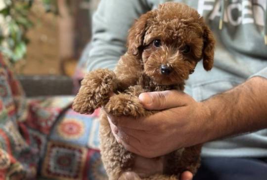 Toy Pudle na prodaju image 6