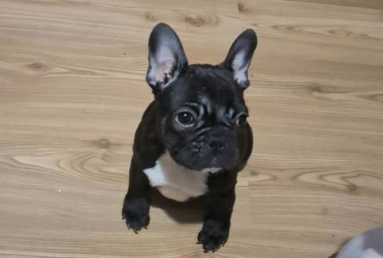 Francuski Buldog prelepi štenci image 2