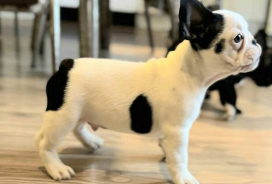 Francuski Buldog prelepi štenci image 4
