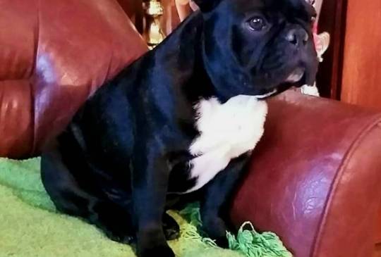 Francuski Buldog prelepi štenci image 5